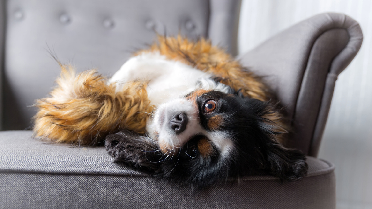 Chien sur un sofa